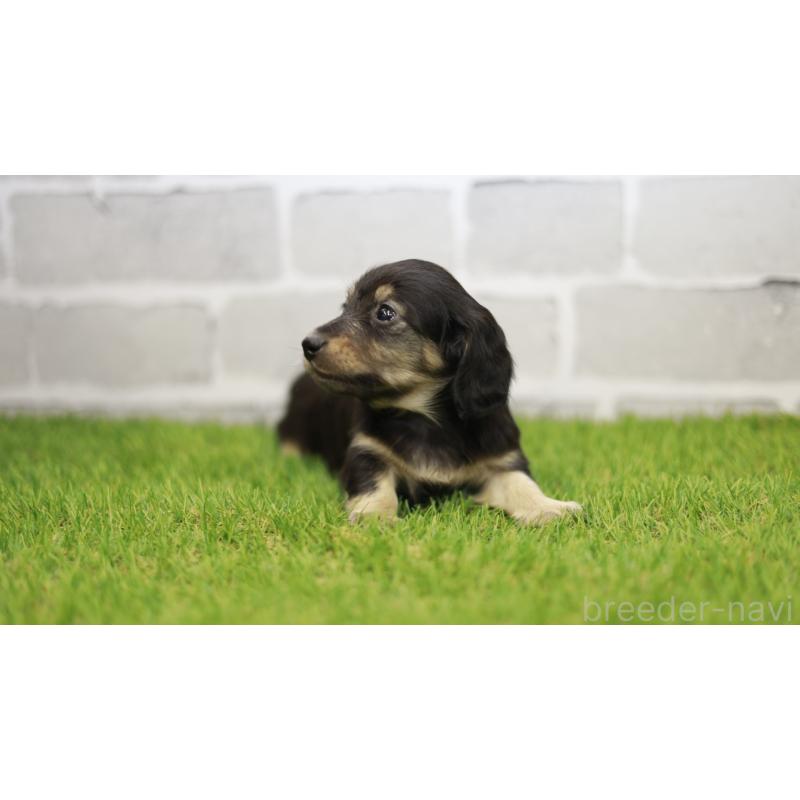 成約済の三重県のカニンヘンダックスフンド(スムースヘアード)-437228の5枚目