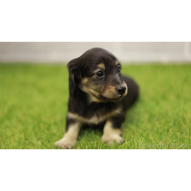 成約済の三重県のカニンヘンダックスフンド(スムースヘアード)-437228の4枚目