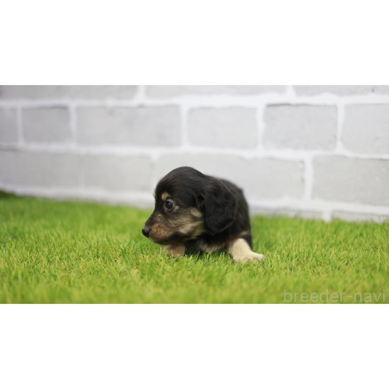 成約済の三重県のカニンヘンダックスフンド(スムースヘアード)-437228の2枚目