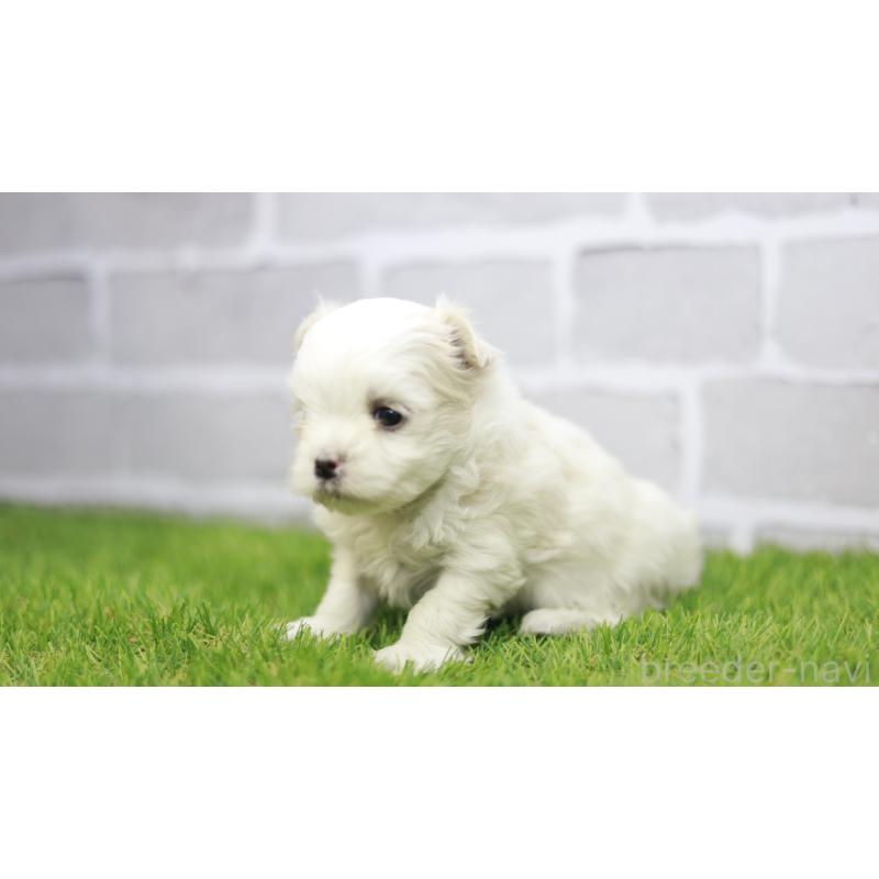 販売中の三重県のマルチーズ-438542の6枚目