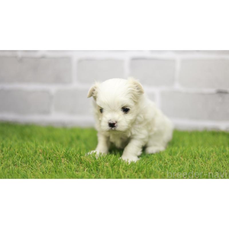 販売中の三重県のマルチーズ-438542の4枚目