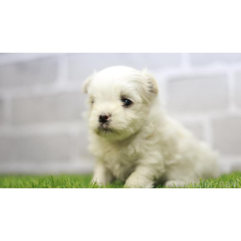 販売中の三重県のマルチーズ-438542の3枚目