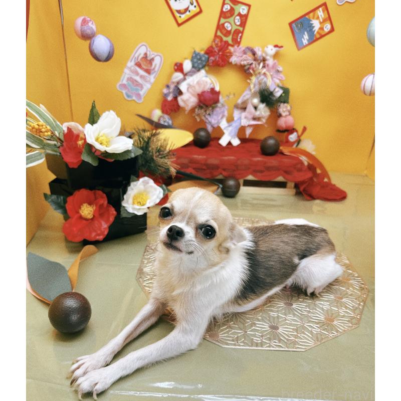 ベラちゃん1枚目