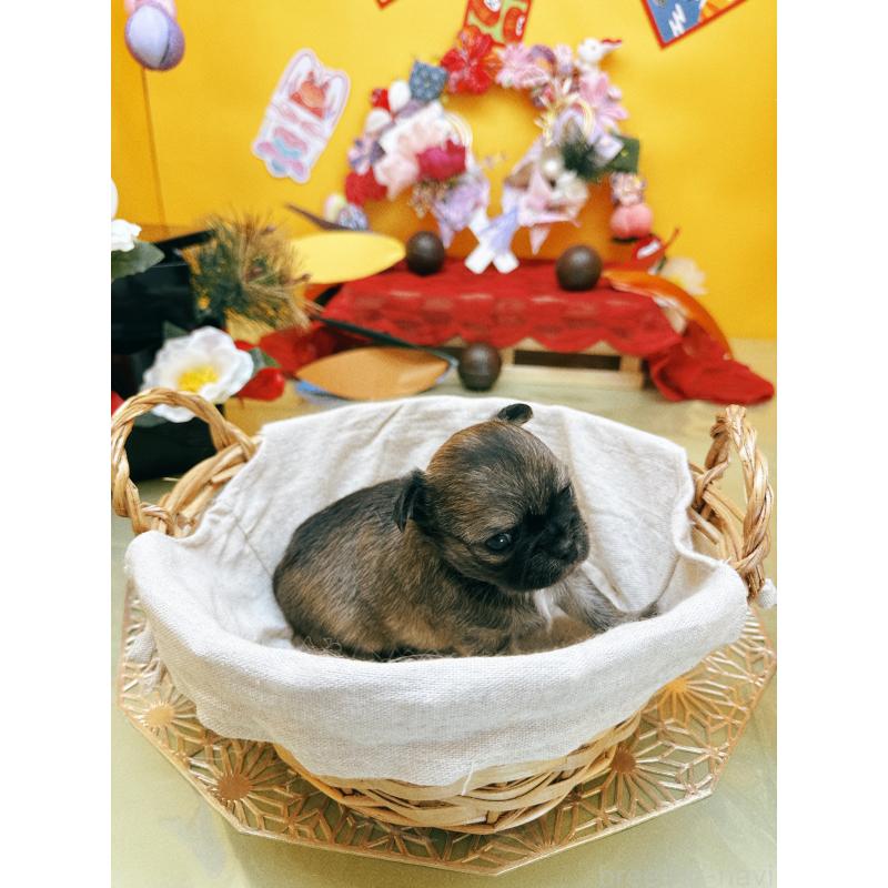 販売中の福岡県のチワワ(ロングコート)-438543の8枚目