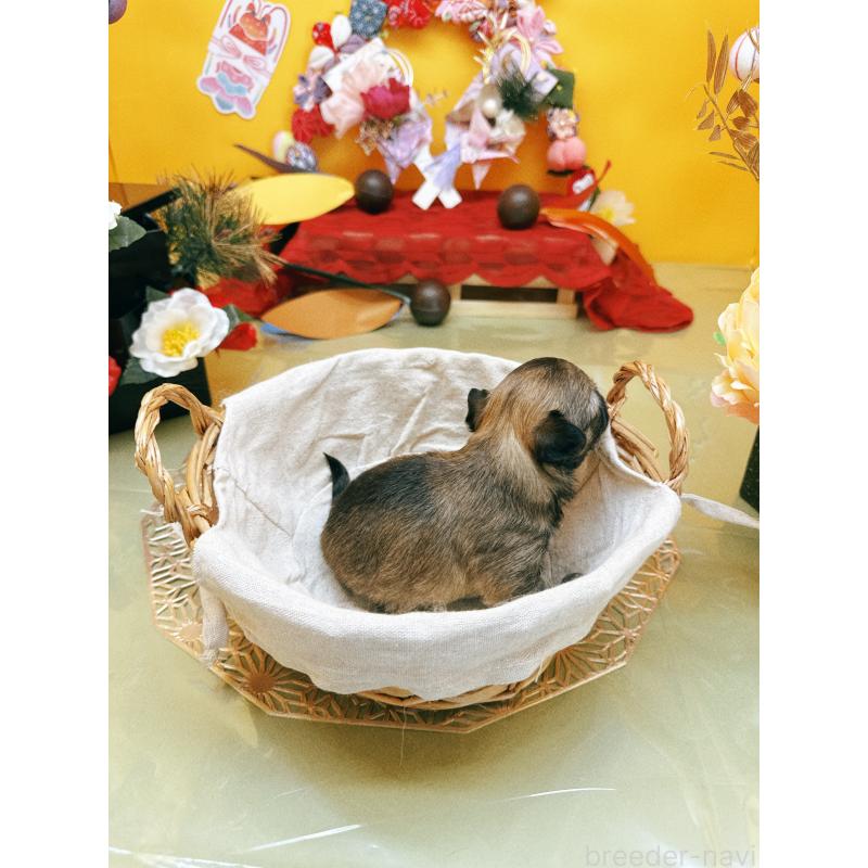 販売中の福岡県のチワワ(ロングコート)-438543の6枚目