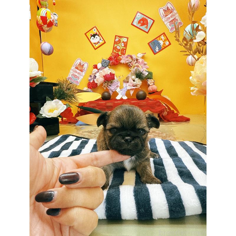 販売中の福岡県のチワワ(ロングコート)-438543の5枚目