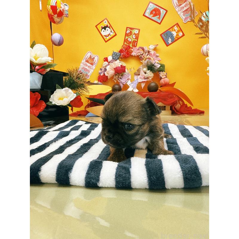 販売中の福岡県のチワワ(ロングコート)-438543の4枚目