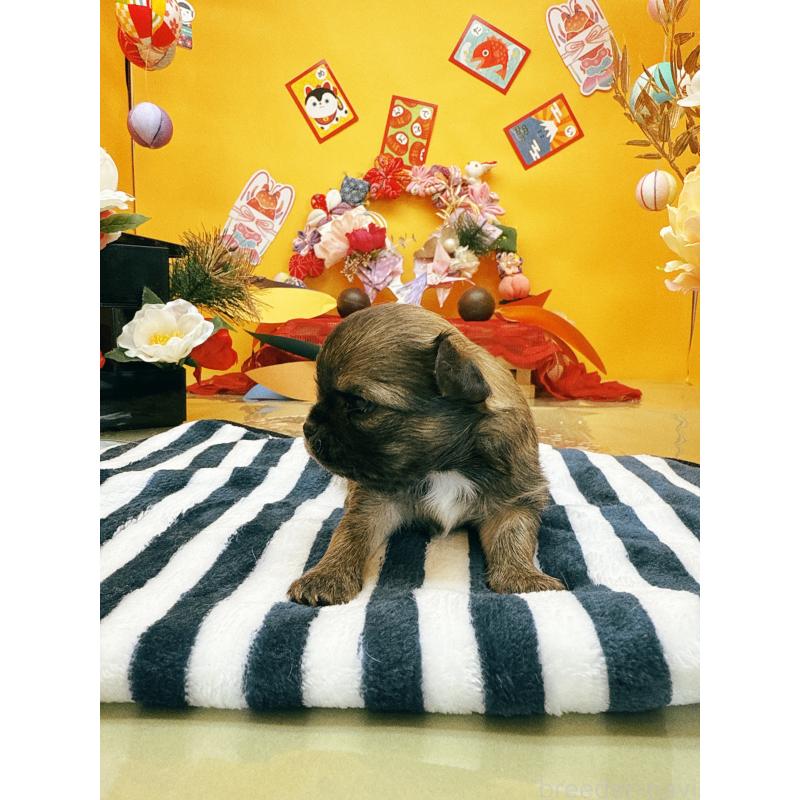 販売中の福岡県のチワワ(ロングコート)-438543の2枚目