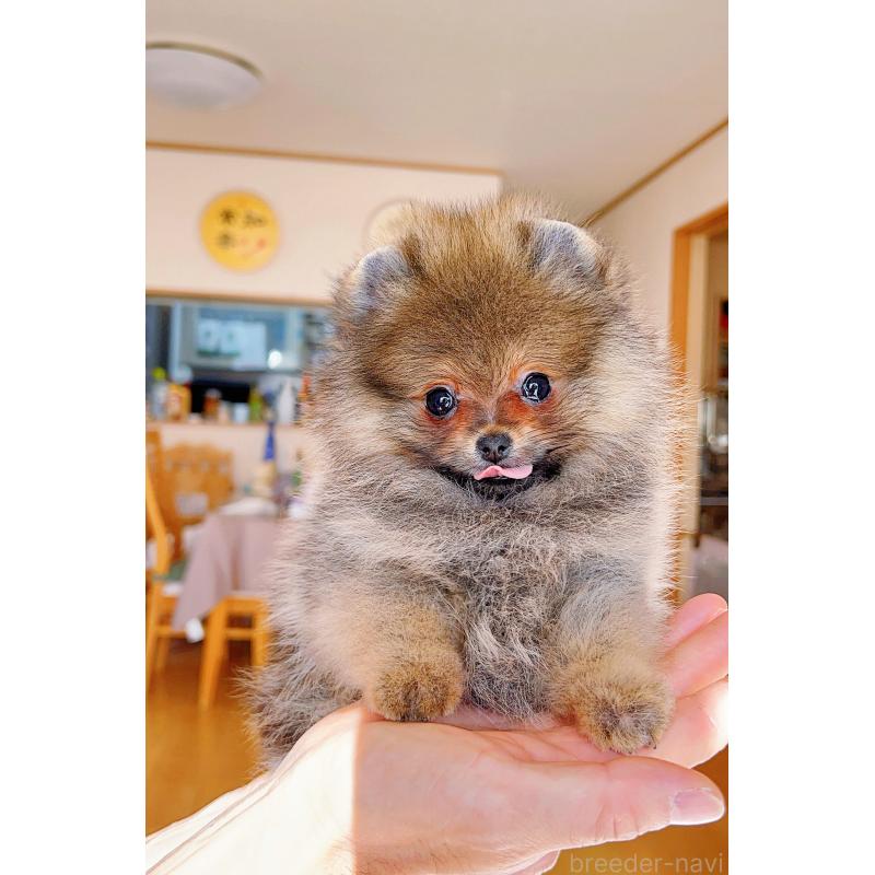 販売中の岐阜県のポメラニアン-430648の14枚目