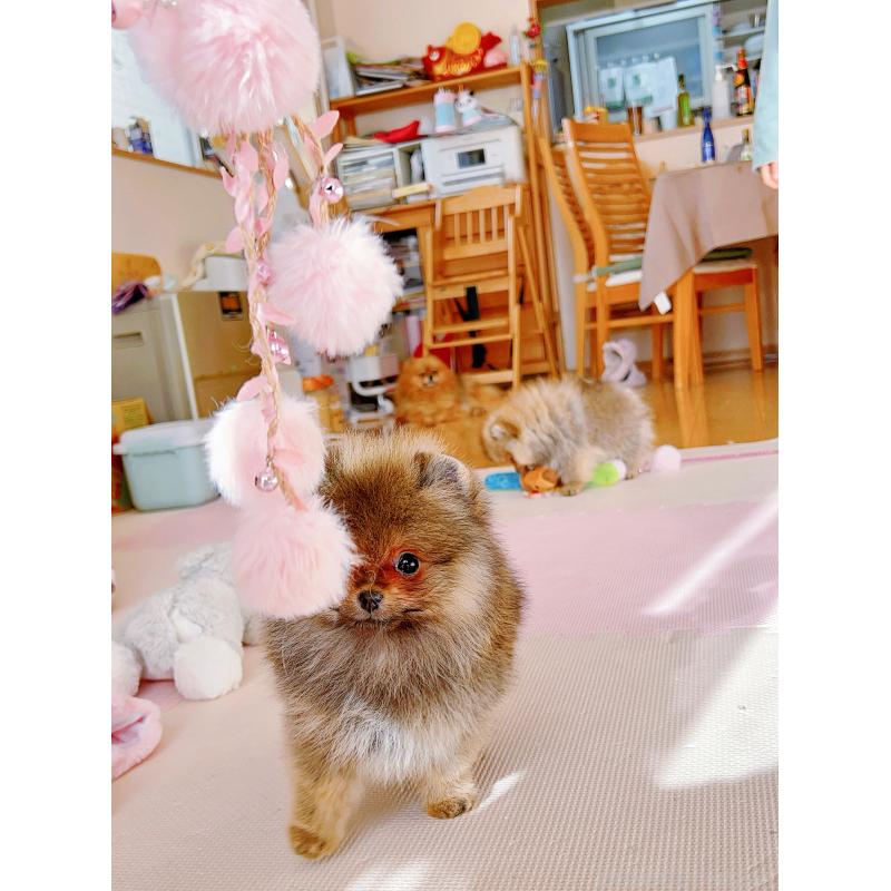 販売中の岐阜県のポメラニアン-430648の13枚目