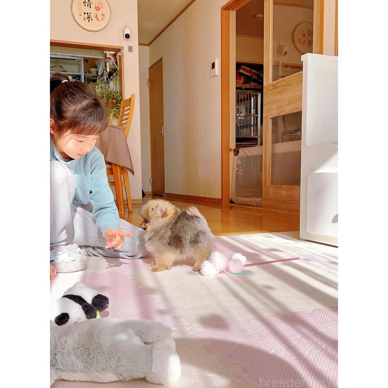 販売中の岐阜県のポメラニアン-430648の12枚目