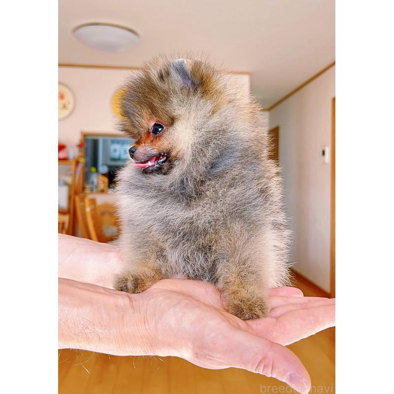 販売中の岐阜県のポメラニアン-430648の11枚目