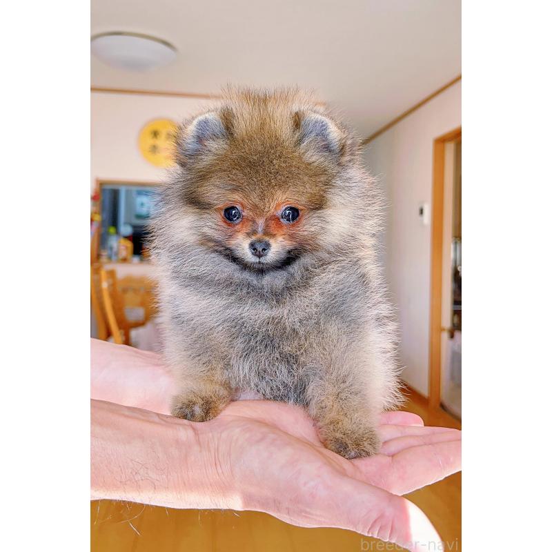 販売中の岐阜県のポメラニアン-430648の10枚目