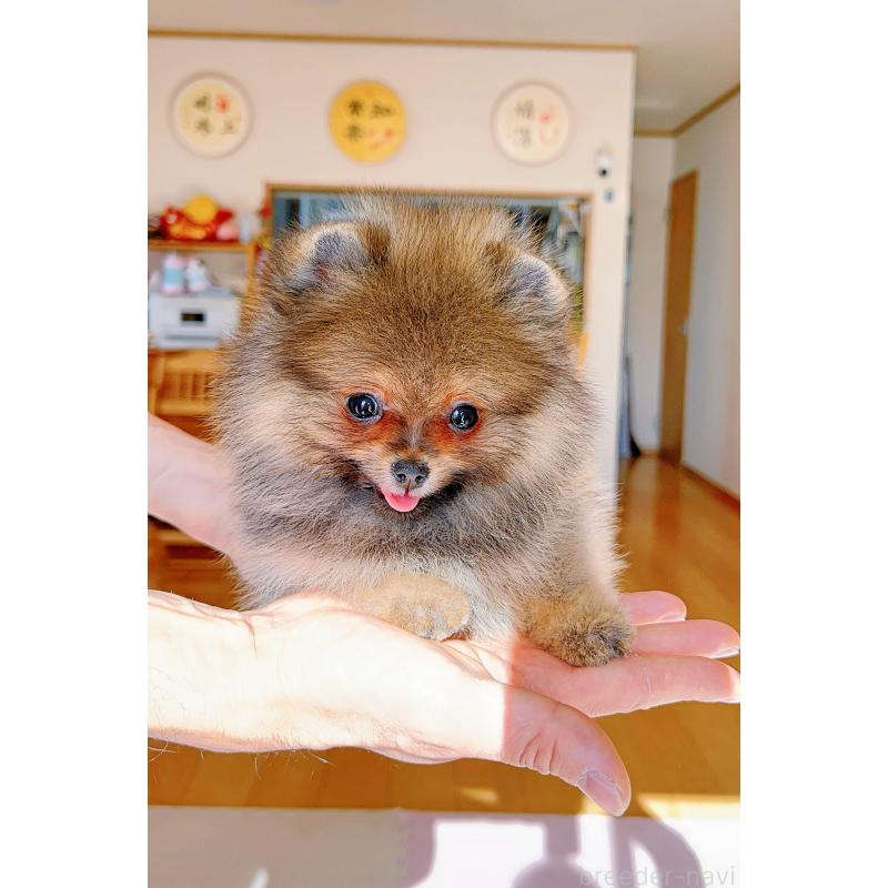 販売中の岐阜県のポメラニアン-430648の8枚目