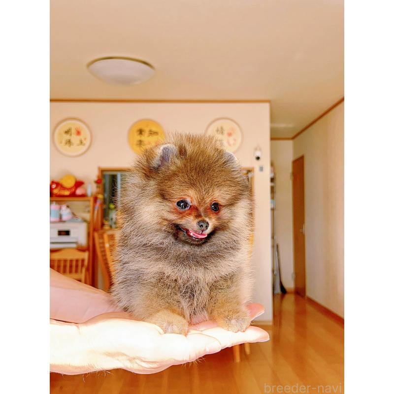 販売中の岐阜県のポメラニアン-430648の7枚目