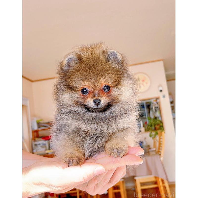 販売中の岐阜県のポメラニアン-430648の6枚目