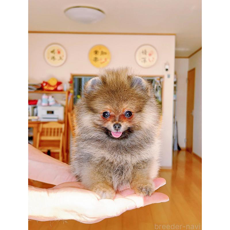 販売中の岐阜県のポメラニアン-430648の5枚目