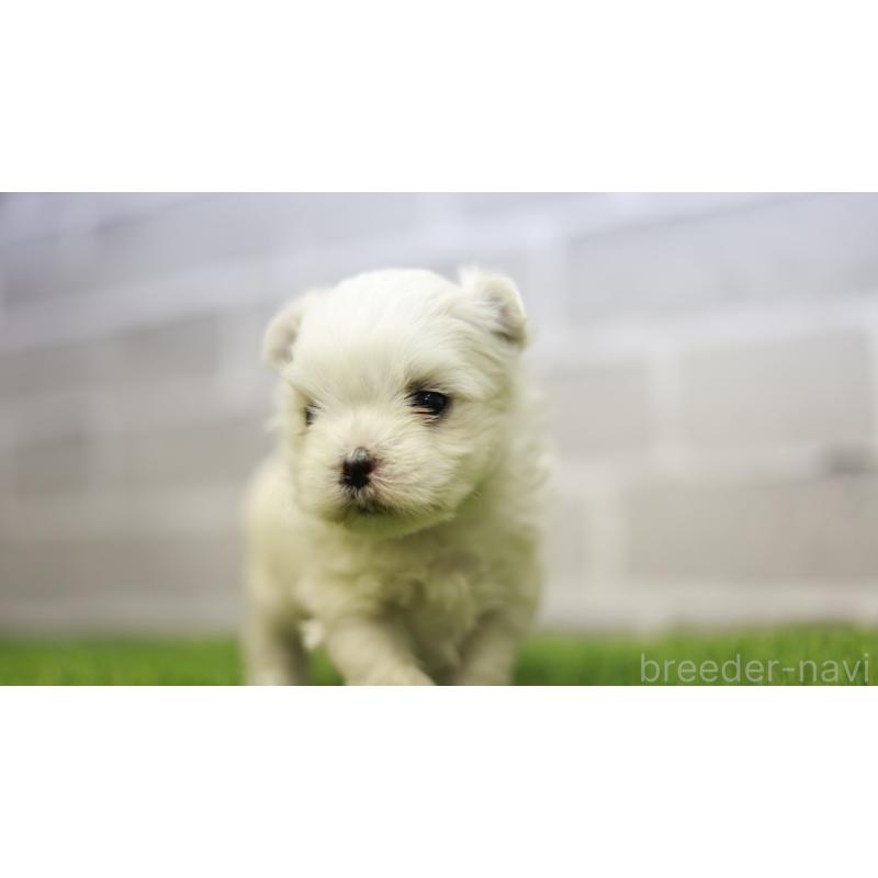 販売中の三重県のマルチーズ-438544の13枚目