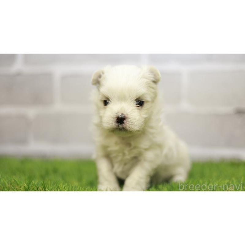 販売中の三重県のマルチーズ-438544の12枚目