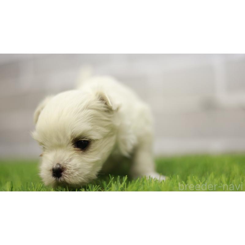 販売中の三重県のマルチーズ-438544の11枚目