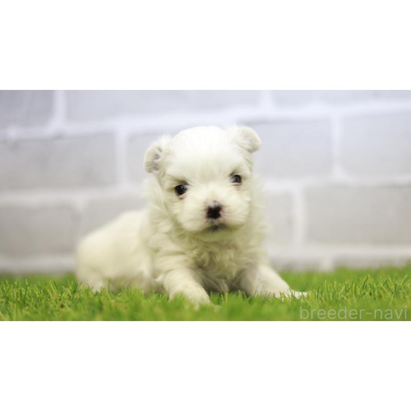 販売中の三重県のマルチーズ-438544の10枚目