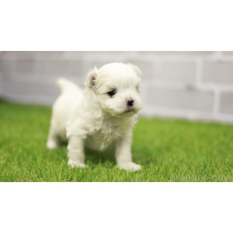 販売中の三重県のマルチーズ-438544の8枚目