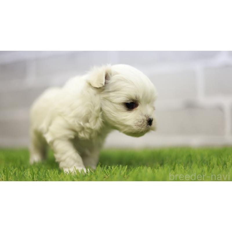 販売中の三重県のマルチーズ-438544の7枚目