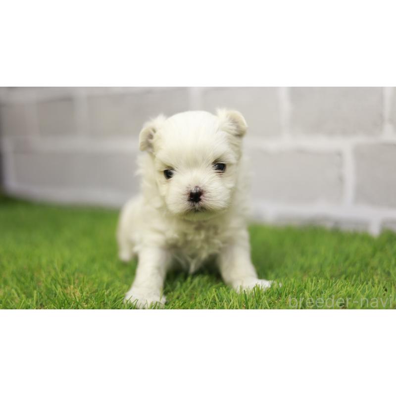 販売中の三重県のマルチーズ-438544の4枚目