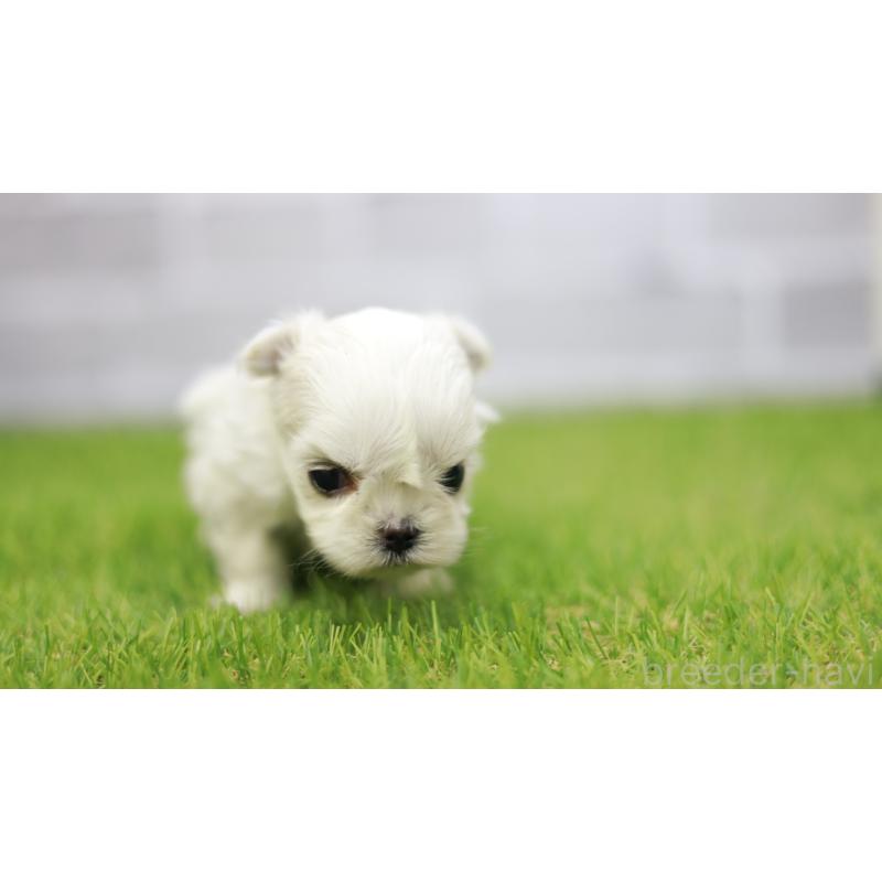 販売中の三重県のマルチーズ-438545の8枚目