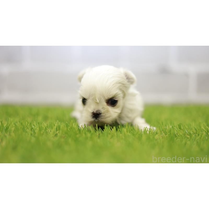 販売中の三重県のマルチーズ-438545の7枚目