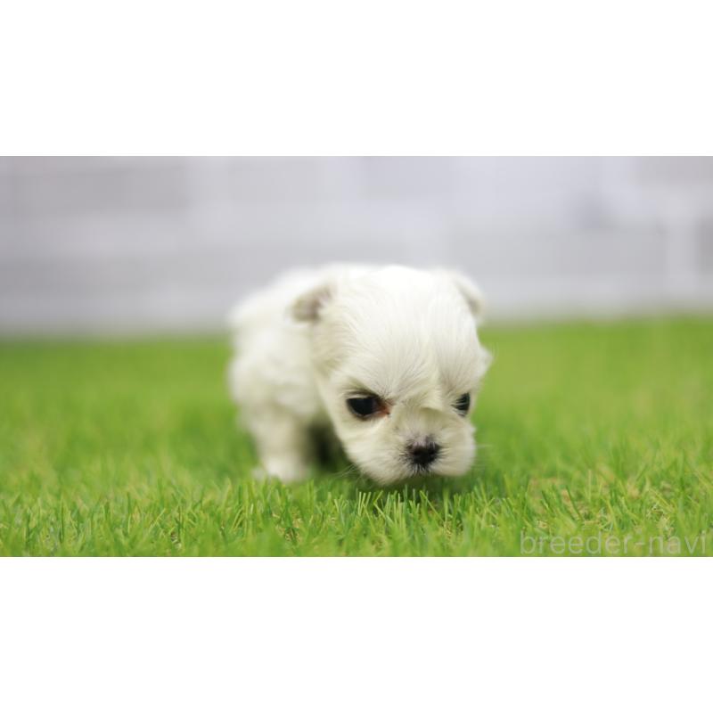 販売中の三重県のマルチーズ-438545の6枚目