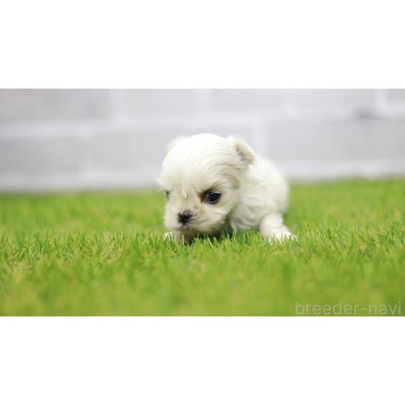 販売中の三重県のマルチーズ-438545の4枚目