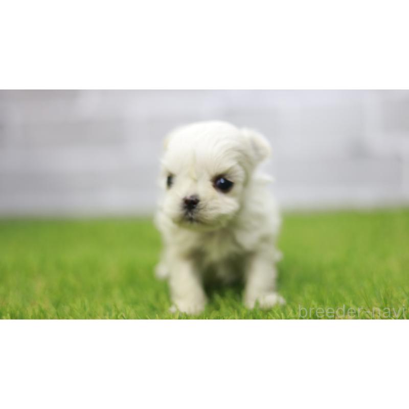 販売中の三重県のマルチーズ-438545の3枚目