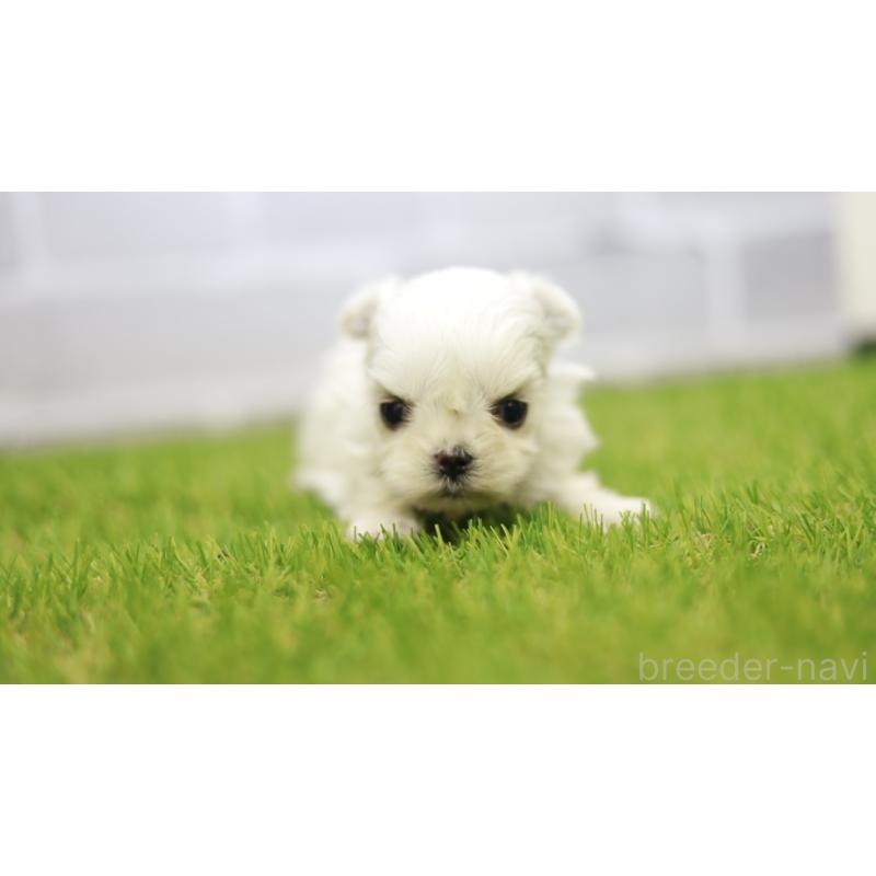 販売中の三重県のマルチーズ-438545の2枚目