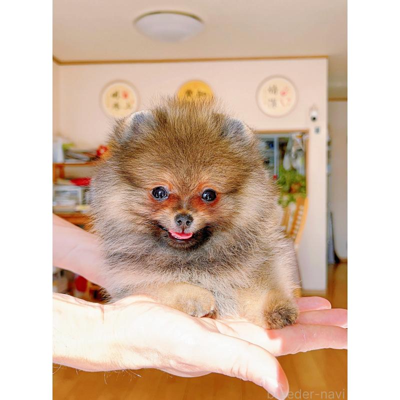 販売中の岐阜県のポメラニアン-430648の3枚目