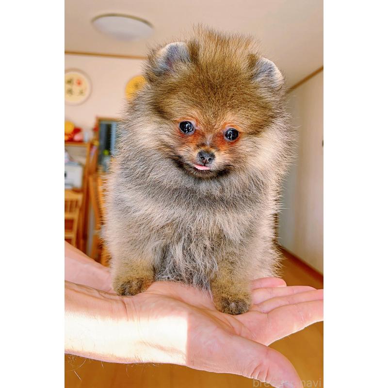 販売中の岐阜県のポメラニアン-430648の2枚目