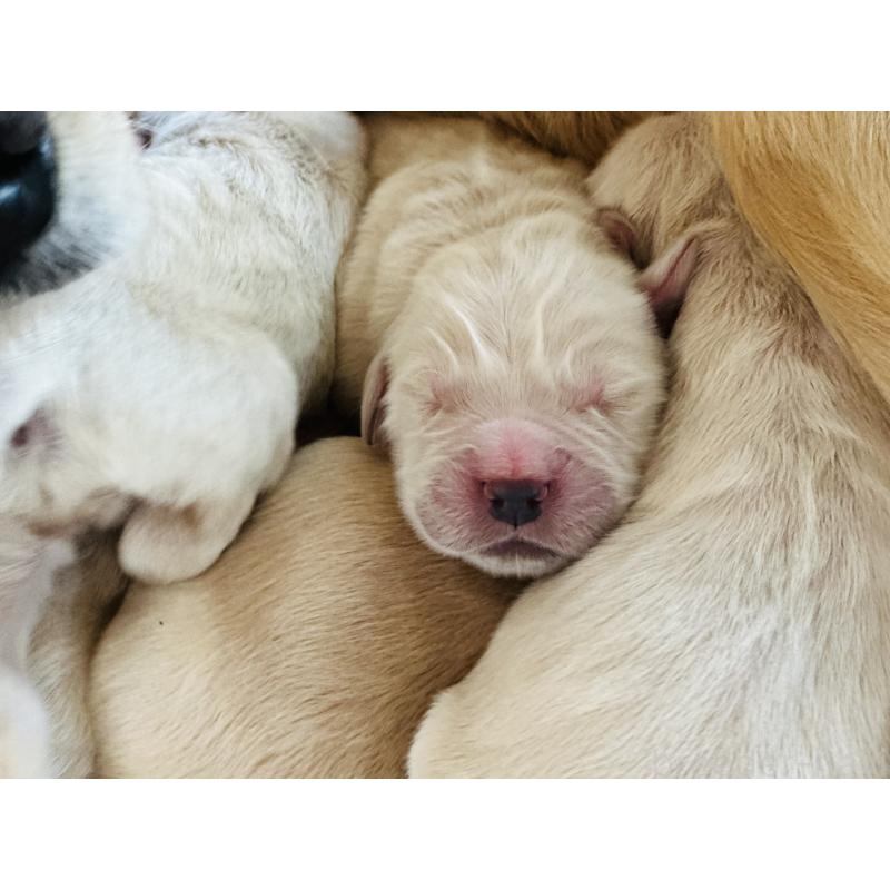 販売中の千葉県のゴールデンレトリーバー-438550の5枚目