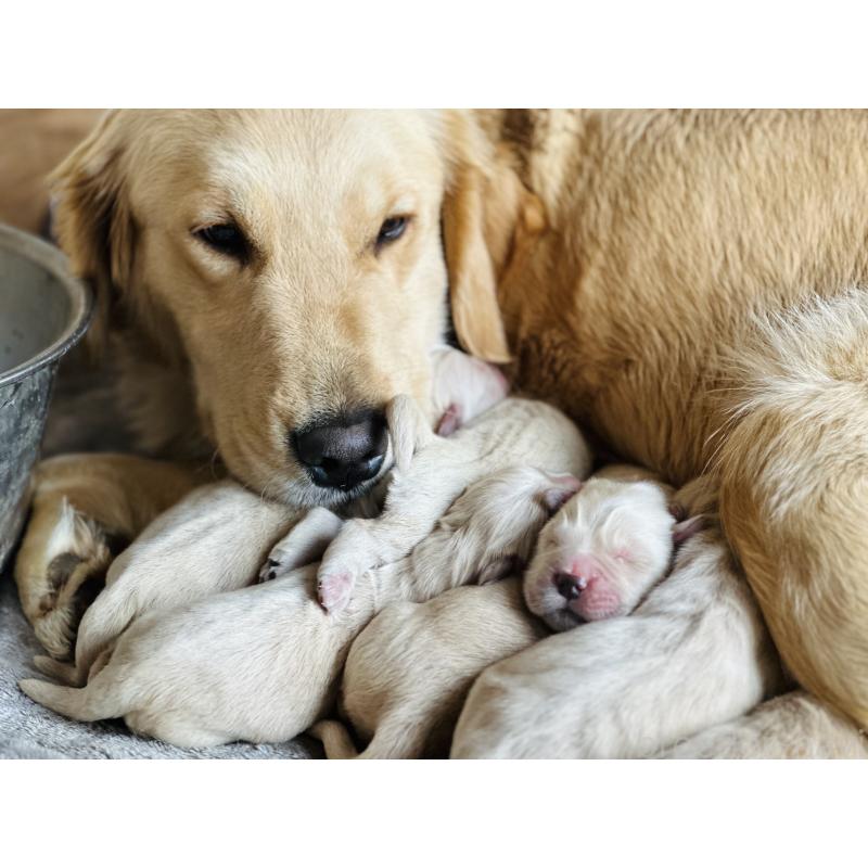 販売中の千葉県のゴールデンレトリーバー-438550の3枚目