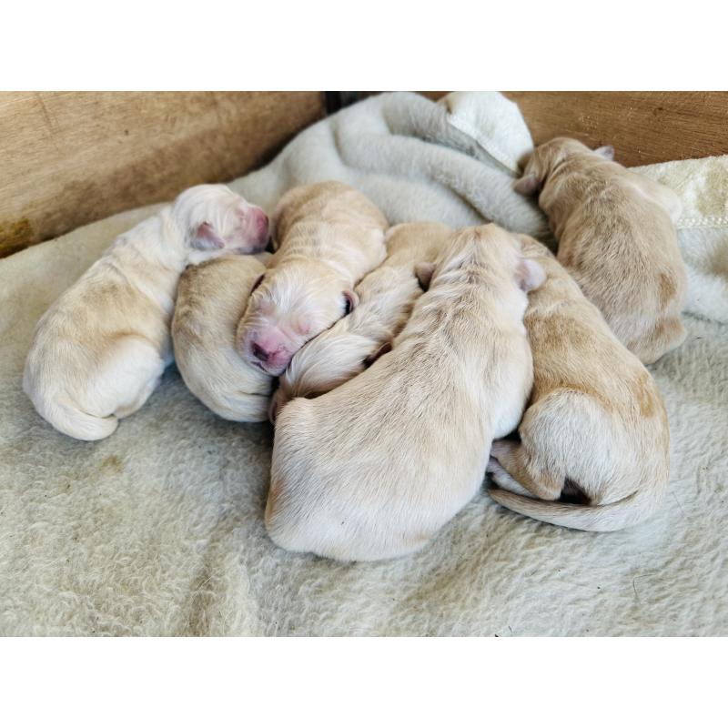 販売中の千葉県のゴールデンレトリーバー-438550の2枚目