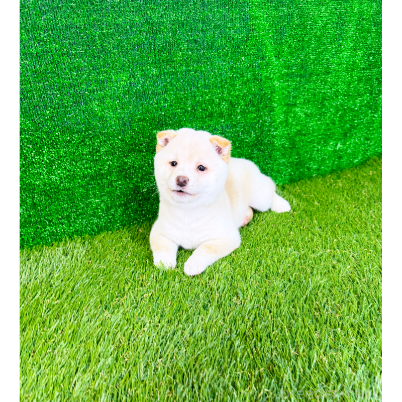 販売中の広島県の豆柴-438546の5枚目