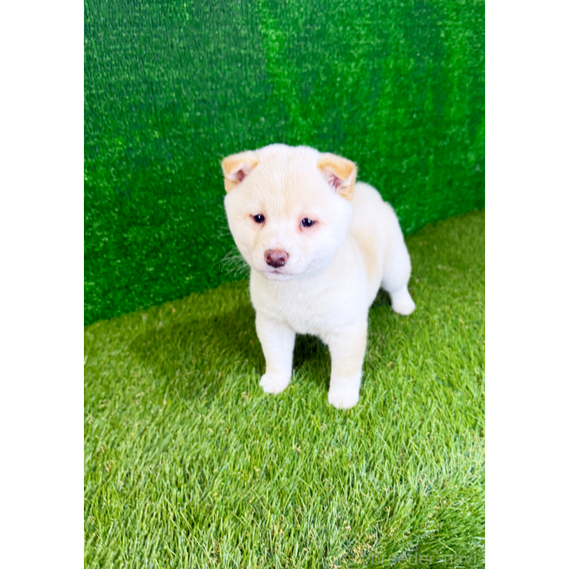 販売中の広島県の豆柴-438546の4枚目