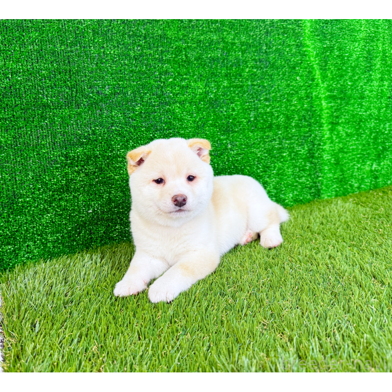 販売中の広島県の豆柴-438546の3枚目