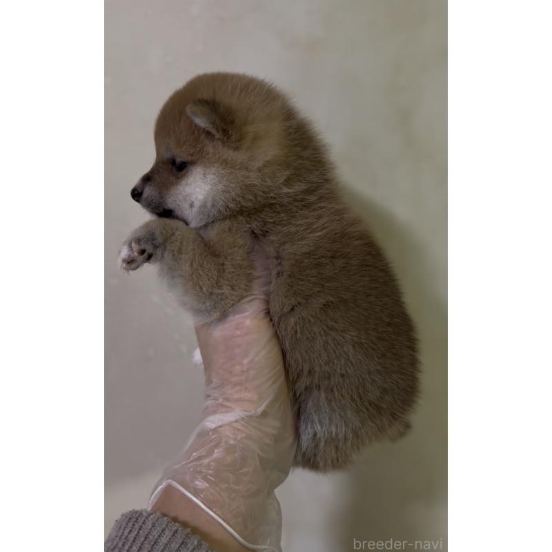 成約済の愛知県の豆柴-436596の14枚目