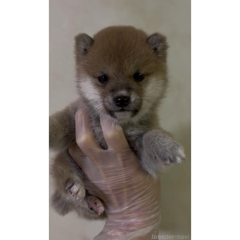 成約済の愛知県の豆柴-436596の12枚目