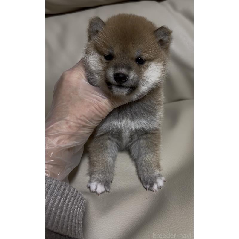 成約済の愛知県の豆柴-436596の11枚目