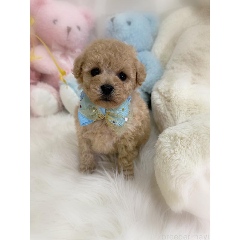 販売中の香川県のトイプードル-438549の6枚目