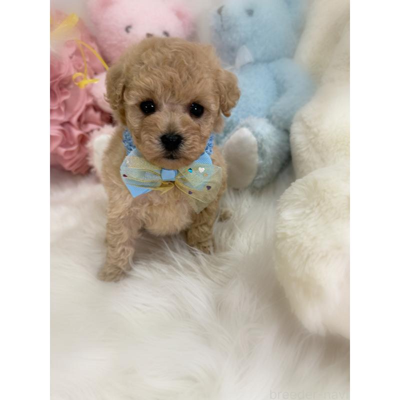 販売中の香川県のトイプードル-438549の5枚目