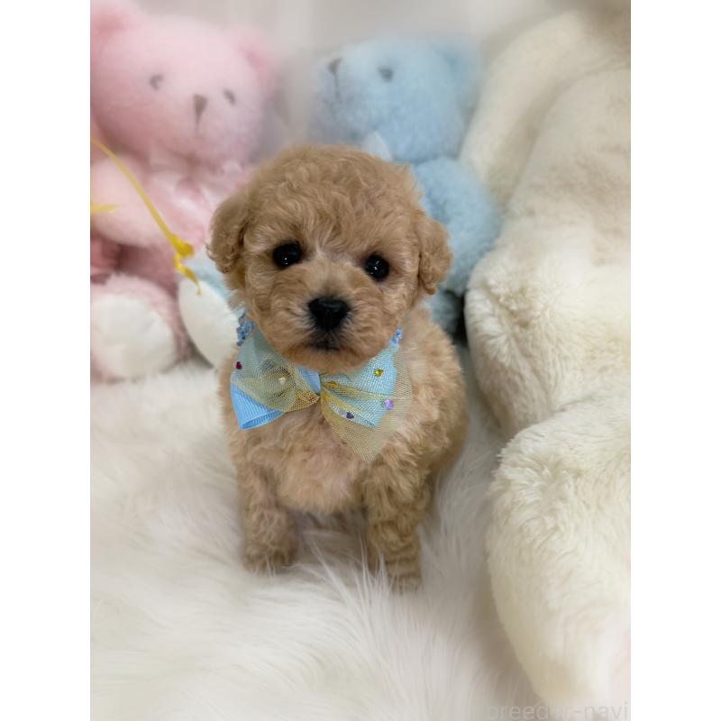 販売中の香川県のトイプードル-438549の4枚目