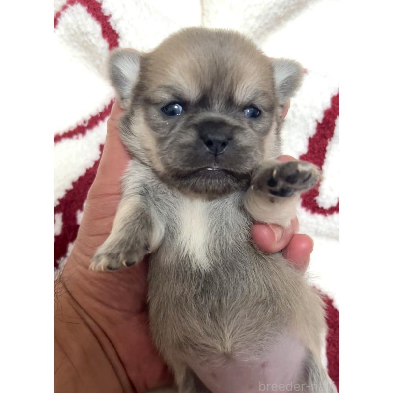 販売中の埼玉県のミックス犬-438548の1枚目