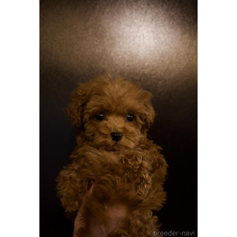 販売中の岡山県のポメプー:ポメラニアン×トイプードル-433156の3枚目